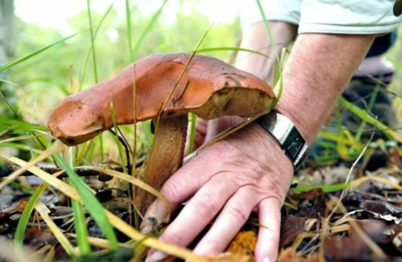 Prevenzione delle intossicazioni da funghi